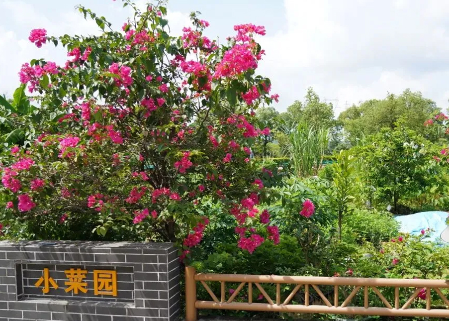 南朗雁归｜归来，体验一种&ldquo;高清&rdquo;生活